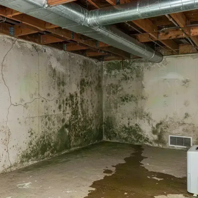 Professional Mold Removal in Pleasant Valley, WV